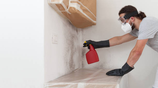 Professional Attic Mold Remediation technician working in Hillsdale, NJ