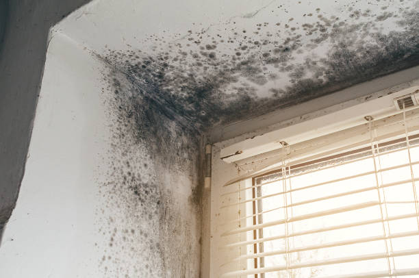 Affordable Attic Mold Remediation solutions in Hillsdale, NJ